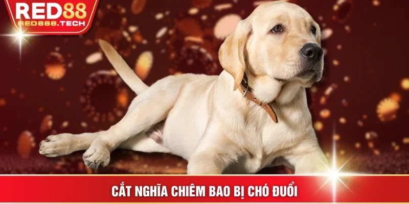 Cắt nghĩa chiêm bao bị chó đuổi
