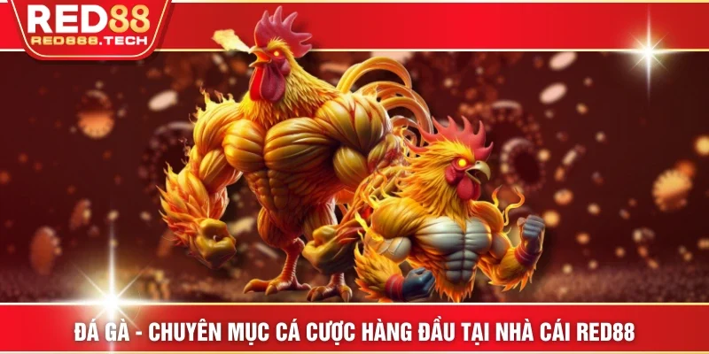 Đá gà