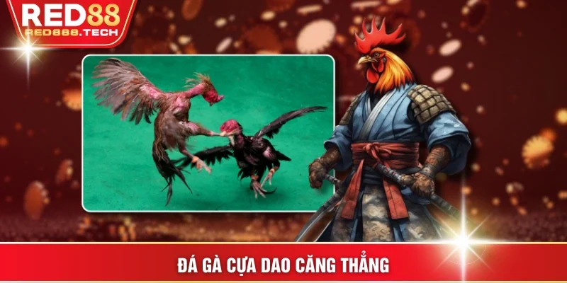 Đá gà cựa dao căng thẳng