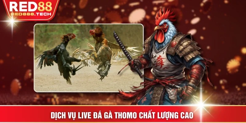 Dịch vụ live đá gà Thomo chất lượng cao 