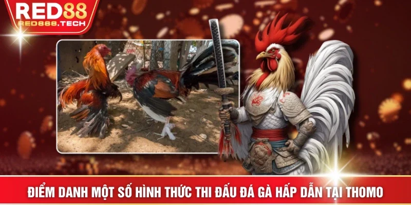 Điểm danh một số hình thức thi đấu đá gà hấp dẫn tại Thomo
